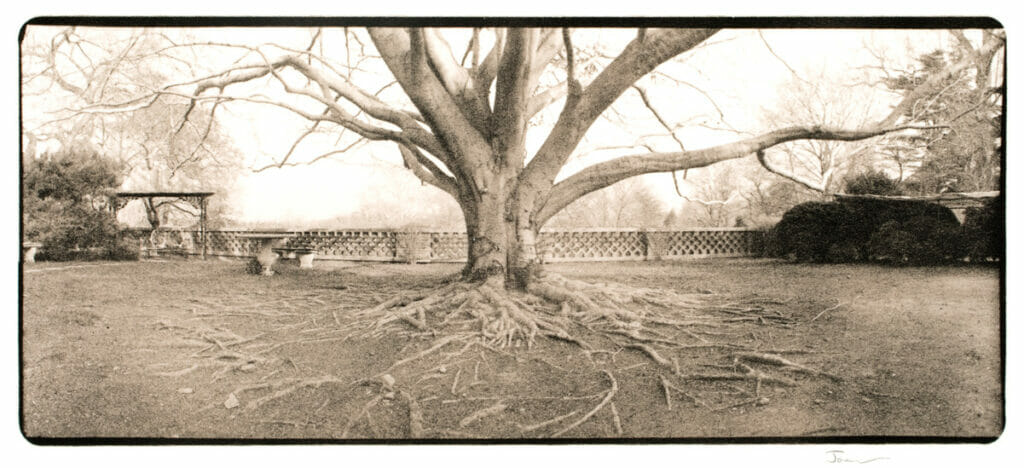 Dumbarton Oaks #16. Artist: Allan Janus. Date: 1981. Medium: polylith photograph.