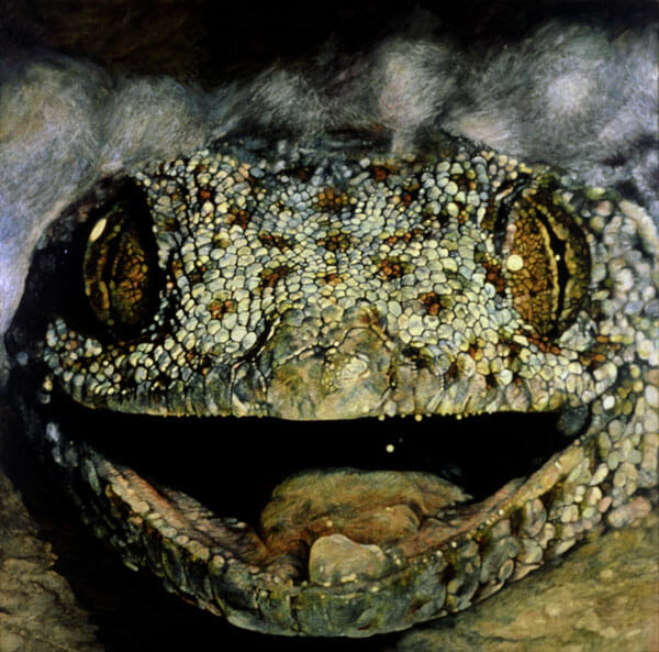 Lizard. Artist: Joseph Raffael. Date: 1971. Medium: oil on canvas.