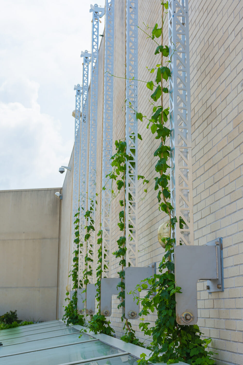 close up of a hop garden installation