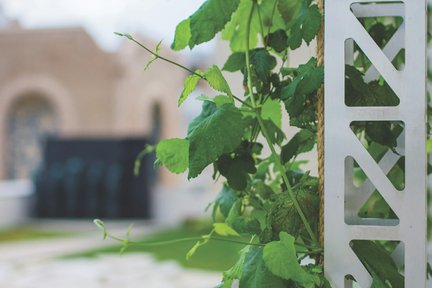 close up of a hop garden installation