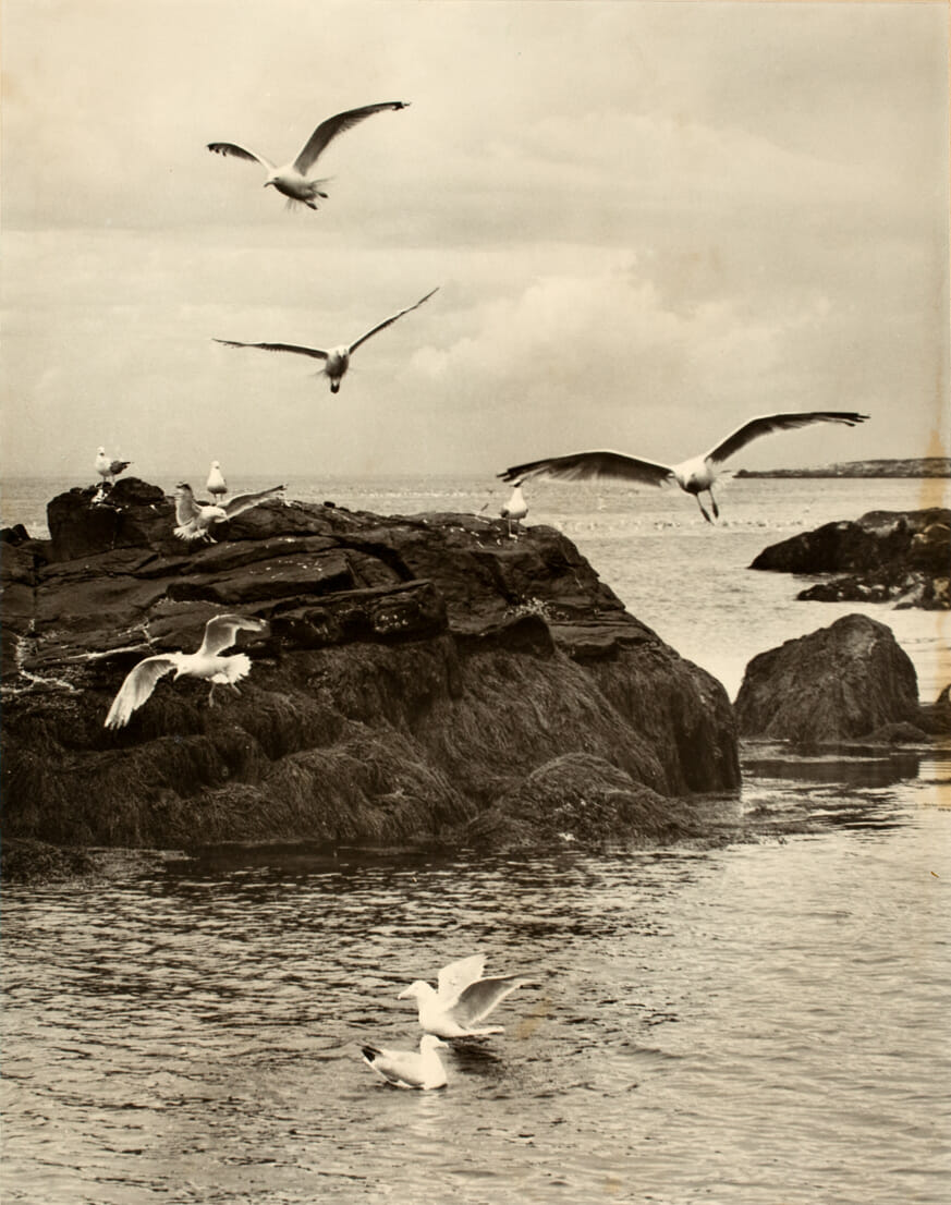 Harbor Gulls #3. Artist: Warner Taylor. Medium: photograph.