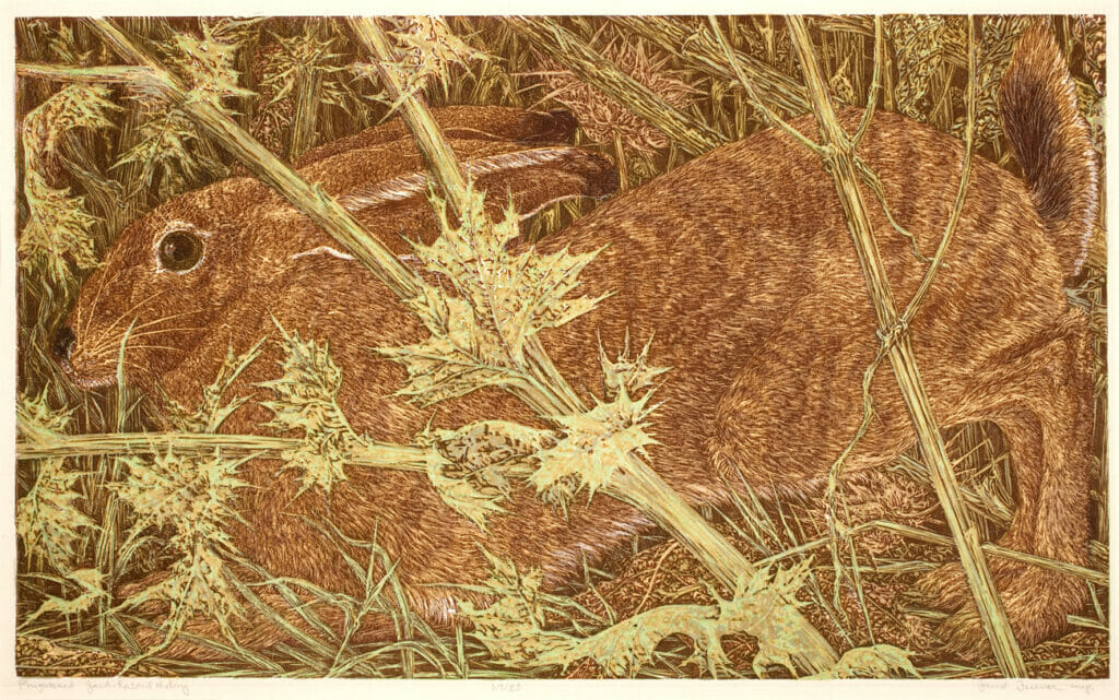 Frightened Jack Rabbit Hiding. Artist: Janet Turner. Medium: woodcut with embossing.