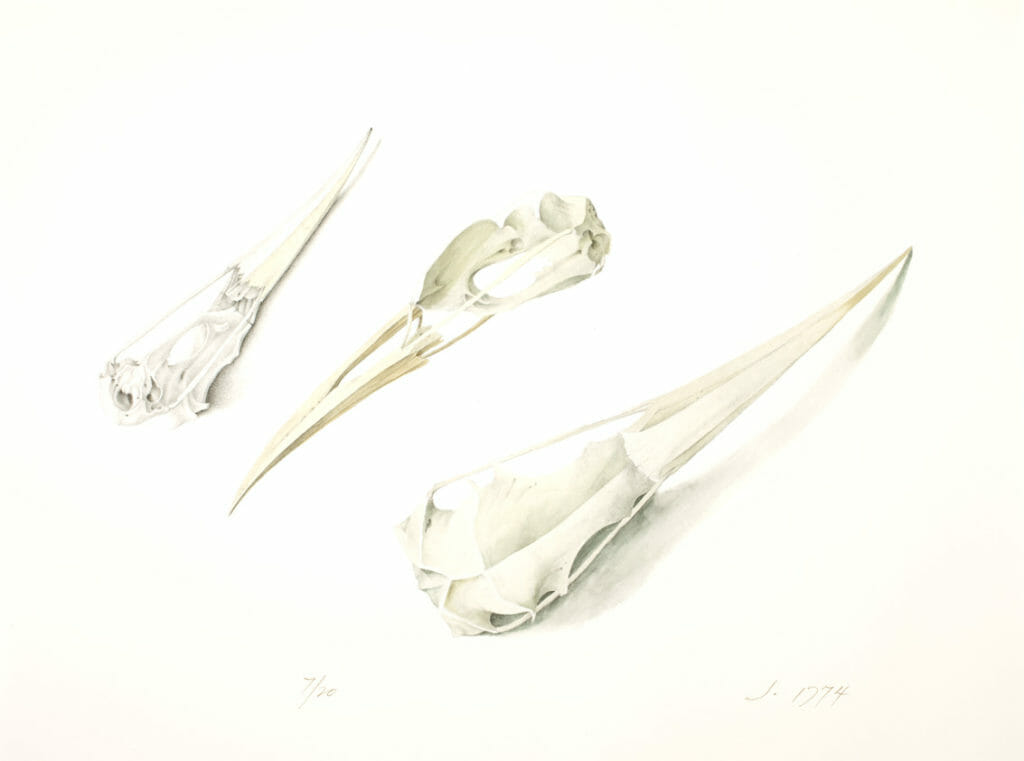 A Heron’s Skull, Thrice. Artist: John Wilde. Date: 1974. Medium: lithograph.