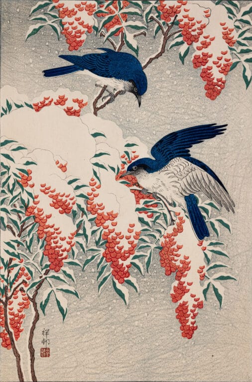 Two blue birds on a snowy bough picking at red berries.