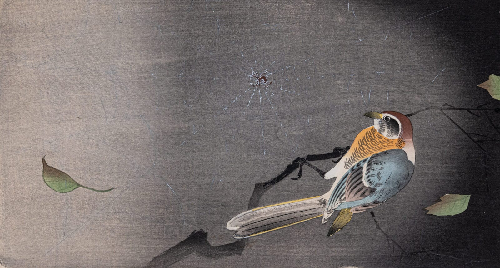 Bull-Headed Shrike Looking at a Spider. Artist: Ohara Koson. Medium: woodblock.